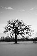 An oak standing alone